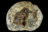 Fossil Crocodile Coprolite - Aguja Formation, Texas #116706-1
